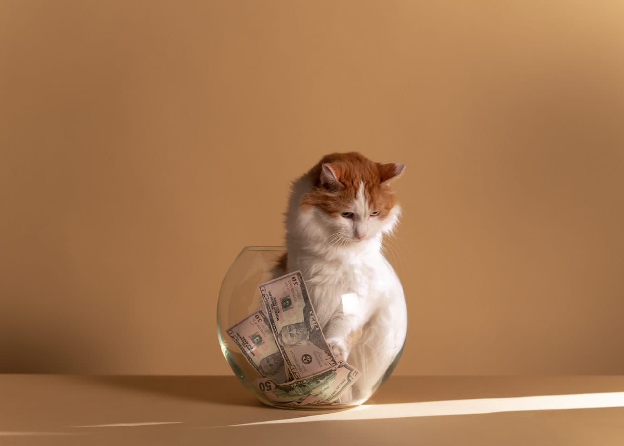 Cat with money